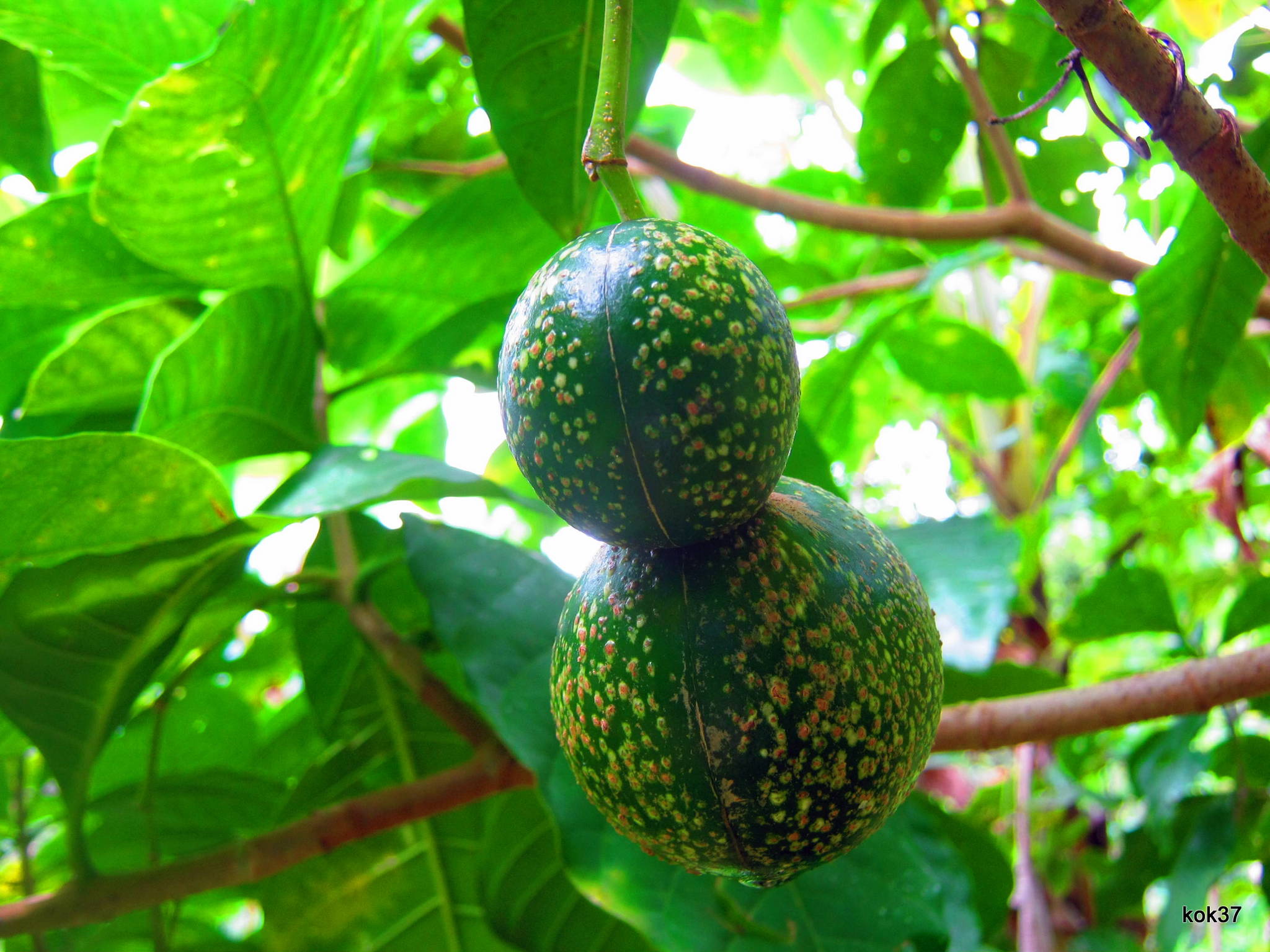ibogafabbotanical