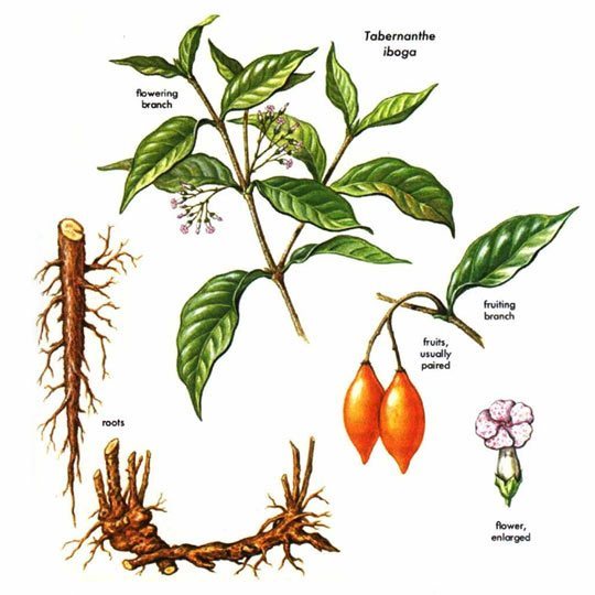 ibogafabbotanical